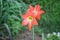 Orange flower or Hippeastrum