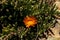 Orange flower on ice plant ground cover