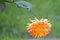 Orange Flower Isolated with Grassy Background