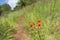 Orange Flower In Karura Forest, Kenya