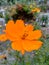 Orange flower, kenikir gardens fress