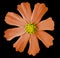 Orange flower kosmeya, black isolated background with clipping path. Closeup. no shadows. yellow mid.