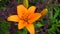 Orange flower of LA hybrid Lily of cultivar Indian Diamond on a background of garden shrubs