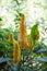 Orange flower in madagascar rainforest