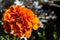 Orange flower, marigolds in the garden in the late summer