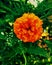 Orange flower of mexican merigold or genda.