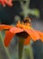 Orange Flower of the mexican sunflower with bumble bee