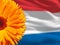 Orange flower and Netherland flag