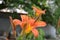 Orange flower with orange leaves and yellowish stripes in full bloom