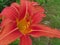 Orange flower with orange leaves and yellowish stripes in full bloom