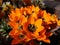 Orange flower of Ornithogalum thyrsoides