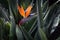 Orange Flower os Strelitzia and leaves