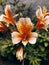 Orange flower photographed from the front