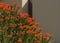 Orange flower, pincushion protea