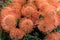 Orange flower of Pincushions or Leucospermum condifolium