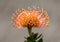 Orange flower of Pincushions or Leucospermum condifolium.