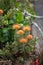 Orange flower of Pincushions or Leucospermum condifolium.