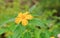 Orange Flower with rain drop, Crossandra, Barleria strigosa Willd