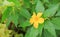 Orange Flower with rain drop, Crossandra, Barleria strigosa Willd