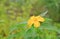 Orange Flower with rain drop, Crossandra, Barleria strigosa Willd