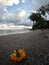 An orange flower rests on the sandy beaches of Edgewater Park - Cleveland - Ohio