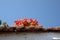 Orange flower on roof tiles, blue sky