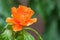 Orange flower of Rose cactus, also called Wax rose, leafy cactus with blurred background
