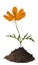 Orange flower in soil isolated