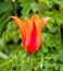 an orange flower stands in the middle of green leaves and other foliage