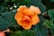 Orange Flower University of Oxford Botanic Garden