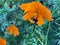 Orange Flower with Yellow and Black Bumble Bee Close up Gathering Pollen from White