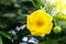 Orange flower or yellow flower or delicate yellow oleander