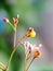 Orange flower and yellow Stalk