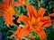 Orange flowered day lily