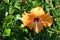 Orange flowering big beauty flower of hibiscus