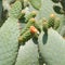 Orange flowering cactus