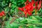 Orange Flowering Crocosmia and buds with Rain Droplets glistening and green background