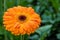 Orange flowering Gerbera plant growing in a greenhouse from close