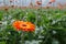 Orange flowering Gerbera plants