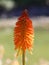 Orange flowering Kniphofia or red hot poker plant in a park