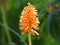 Orange flowering Kniphofia or red hot poker plant in a park