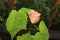 Orange Flowering Maple Flower with large green leaves