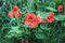 Orange flowering nasturtiums in garden