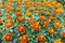 Orange flowering Tagetes plants in a plant