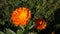 Orange Flowers