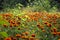 Orange flowers