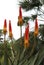 Orange Flowers of Aloe Succulent Plant