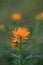 Orange flowers of Asian Globeflower orTrollius asiaticus on a blurred green background