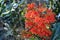 Orange flowers of the Australian native Firewheel tree