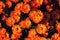 Orange flowers bloom and fade background